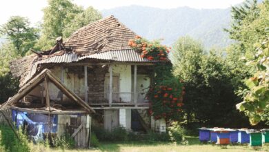 decaying house surrounded with trees