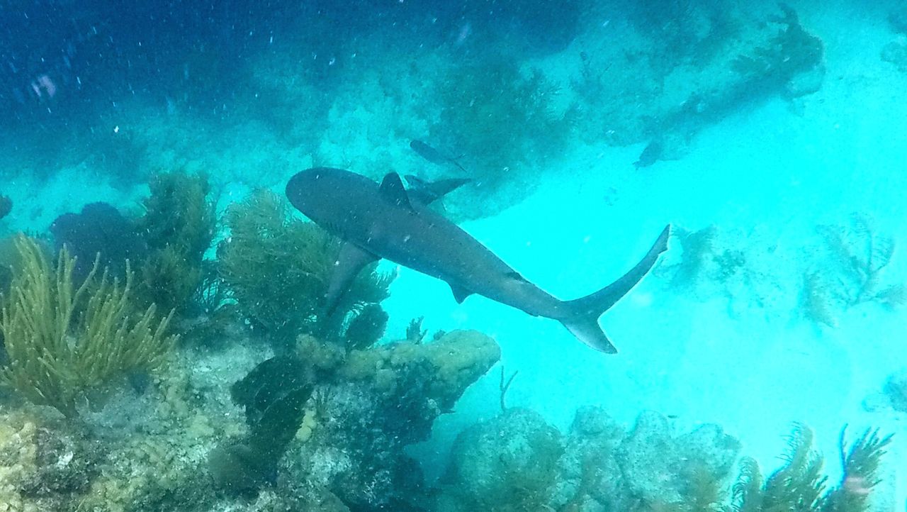 Un requin sur Looe Key.