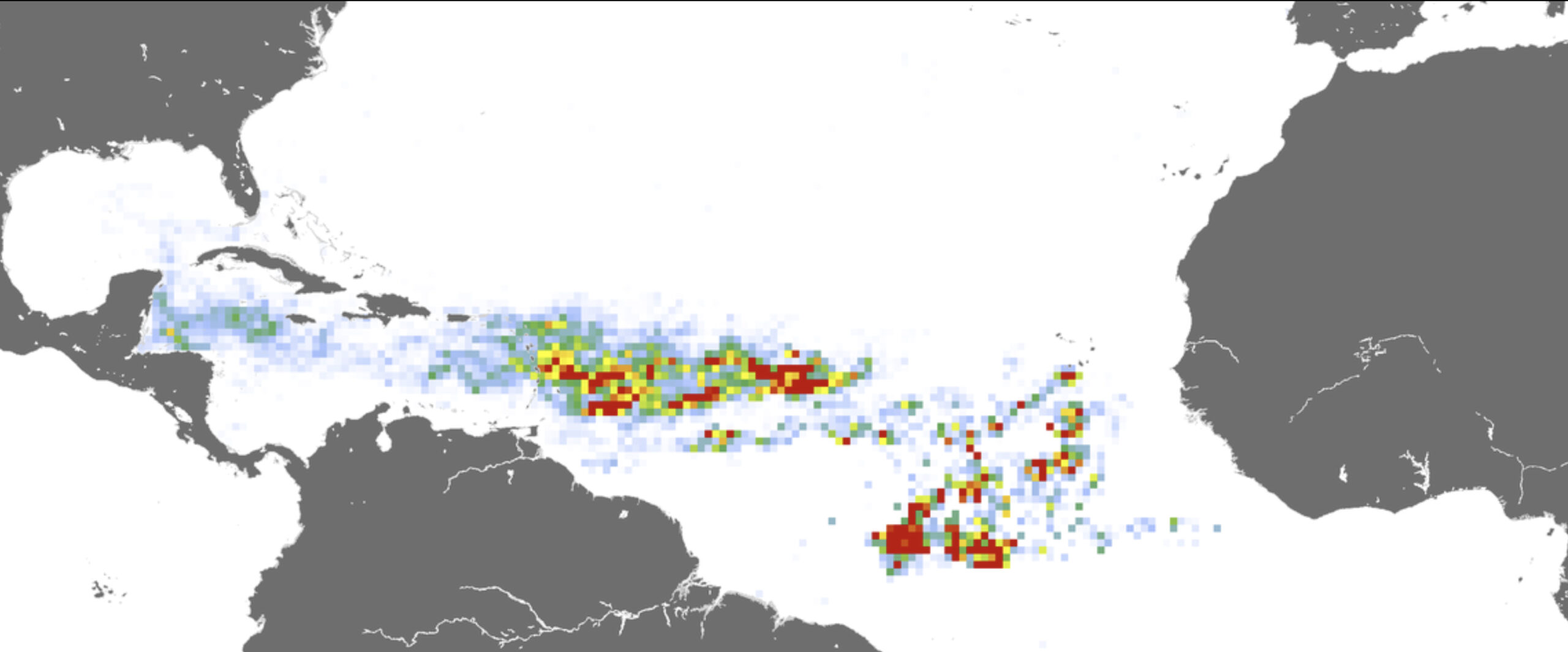 Image satellite des sargasses en février 2023