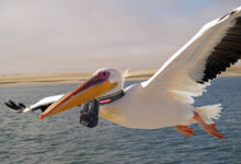 Floride : les pélicans vont être équipés de caméras « bodycam » afin de surveiller les plages