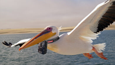 Floride : les pélicans vont être équipés de caméras « bodycam » afin de surveiller les plages