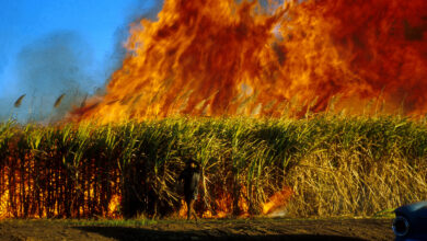 Brûlage de canne à sucre