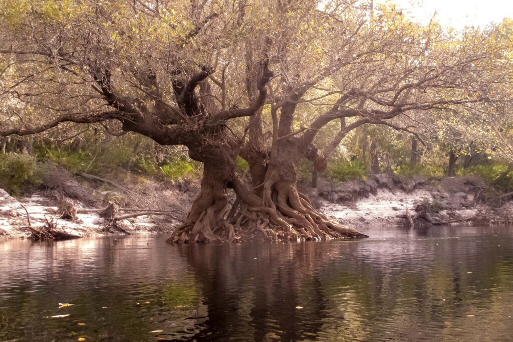 Le tupelo ogeche ne pousse que dans les marais de Floride et de Géorgie. Le jus de ses fruits peut remplacer le citron vert. Et ses fleurs donnent ce miel unique.