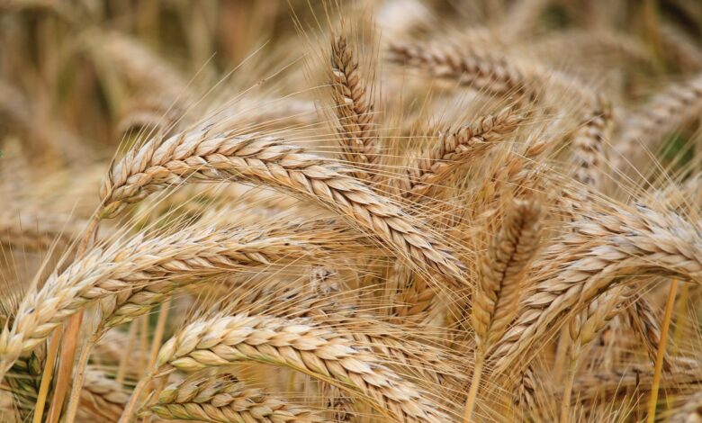 close up of wheat