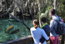 Florida Manatee Festival