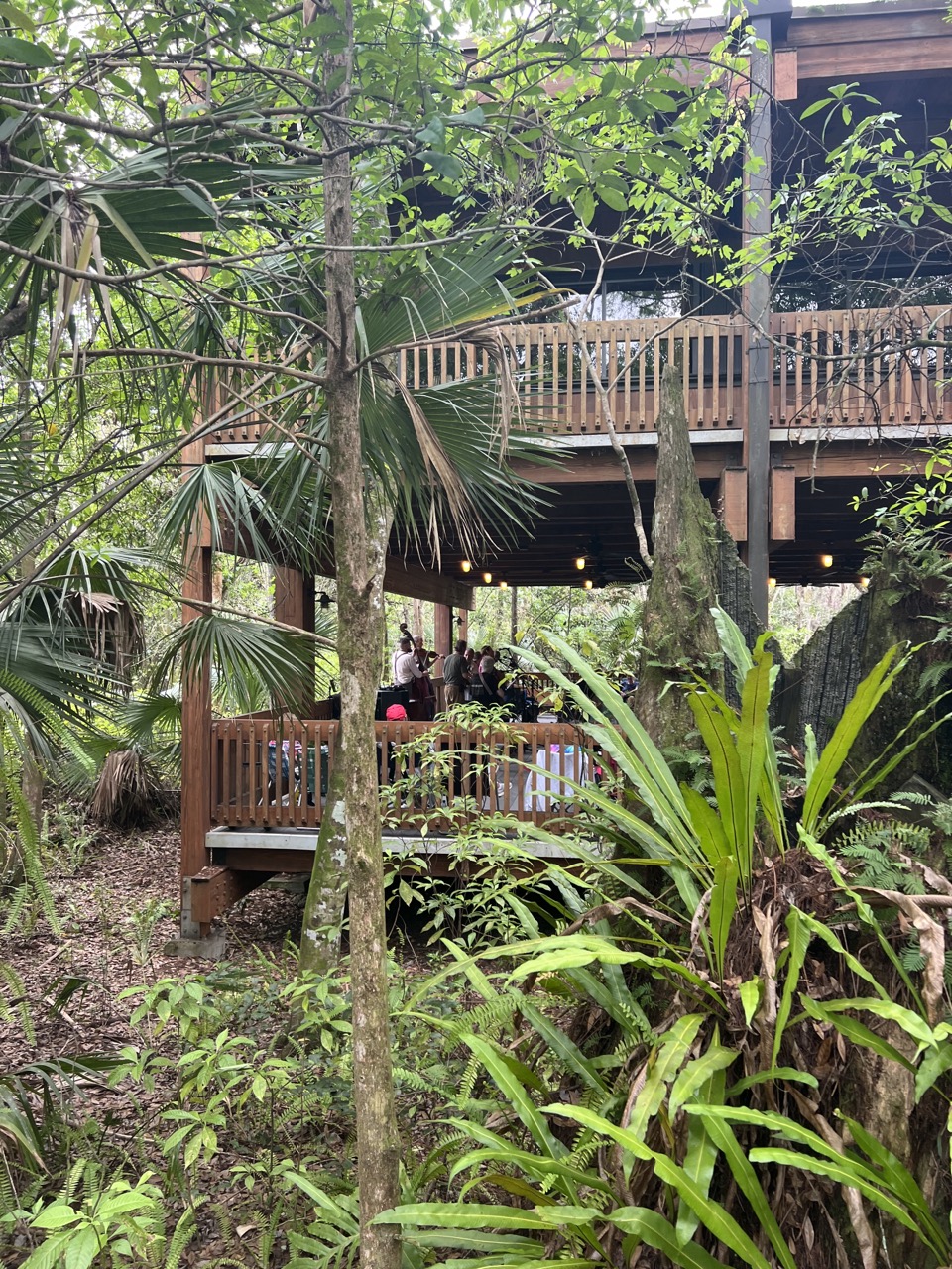 A Coconut Creek (Floride) : du bluegrass au milieu de la forêt tropicale