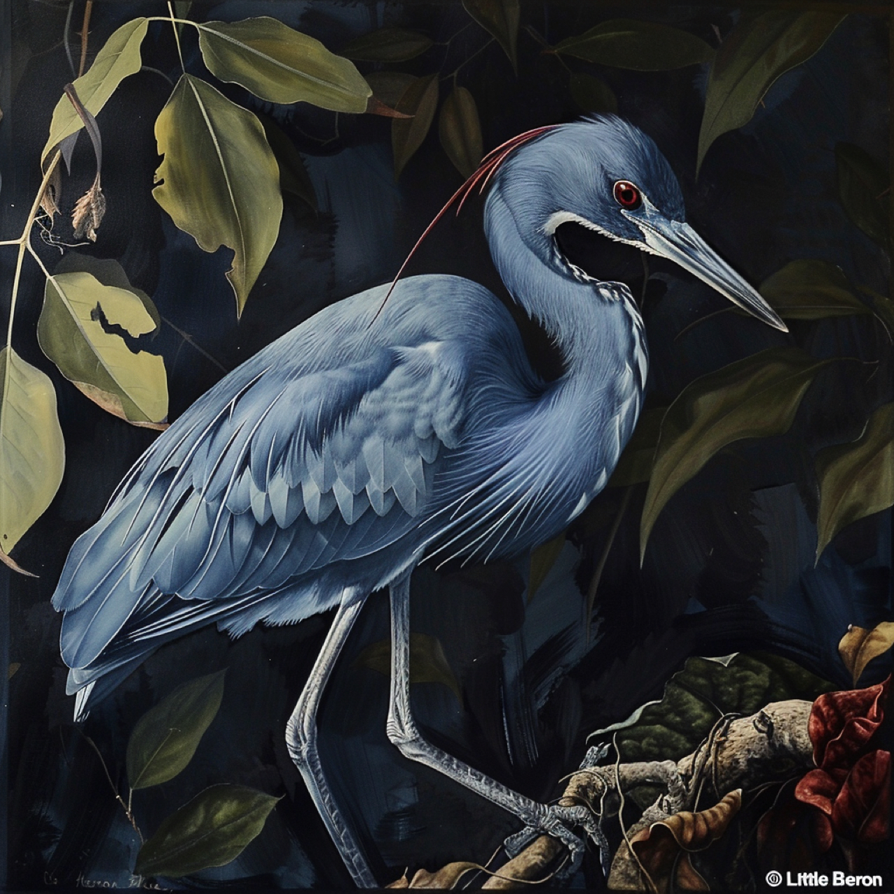 Héron bleu (Little Blue Heron)