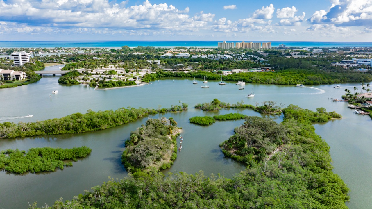 Mangrove à Jupiter.