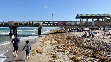 Beaucoup d’algues sargasses dans la région de Miami