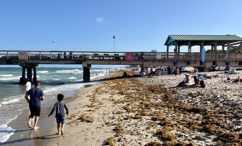 Beaucoup d’algues sargasses dans la région de Miami