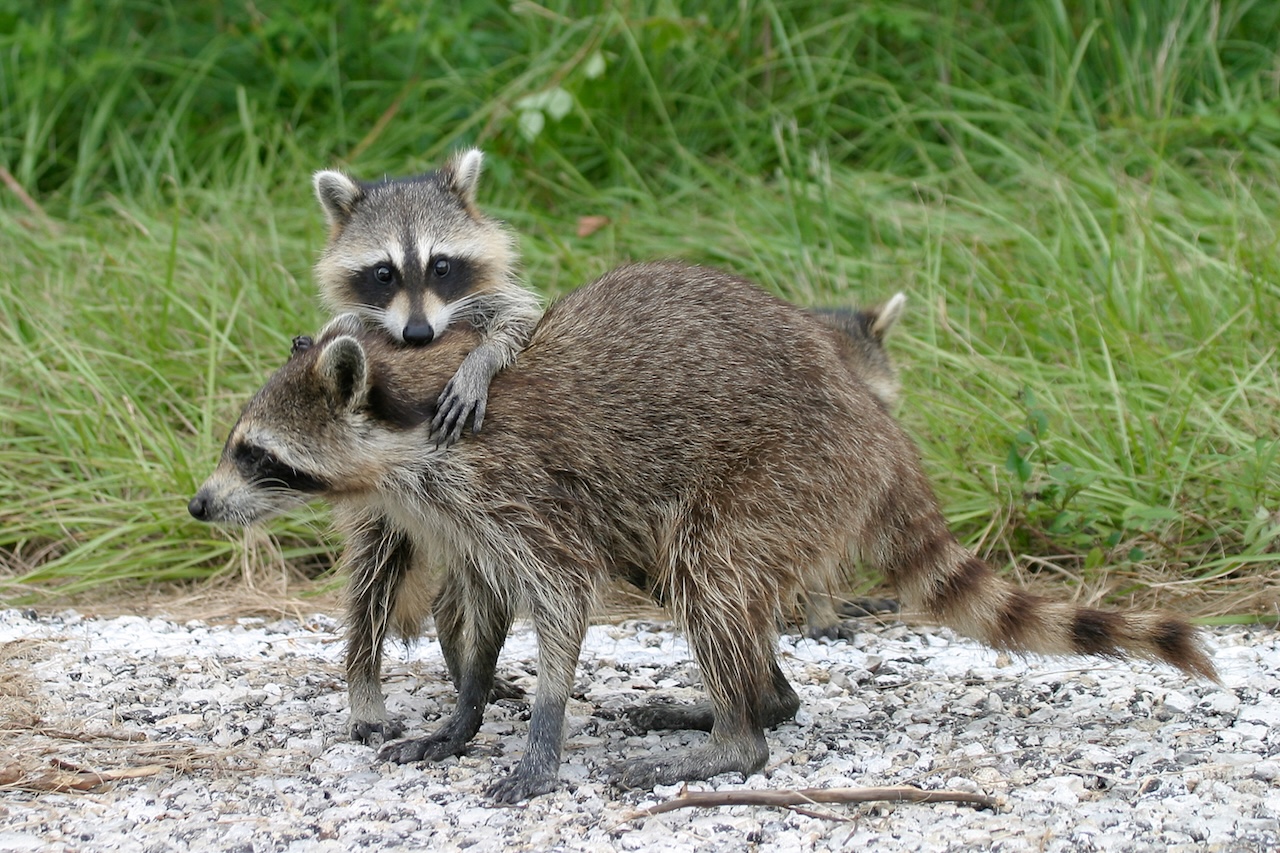 Ratons laveurs au Ding Darling National Wildlife Refuge, Sanibel Island, Floride