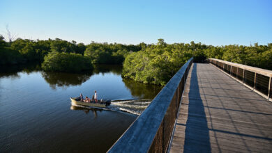 La Gordon River Greenway : une parenthèse de Floride sauvage au cœur de Naples