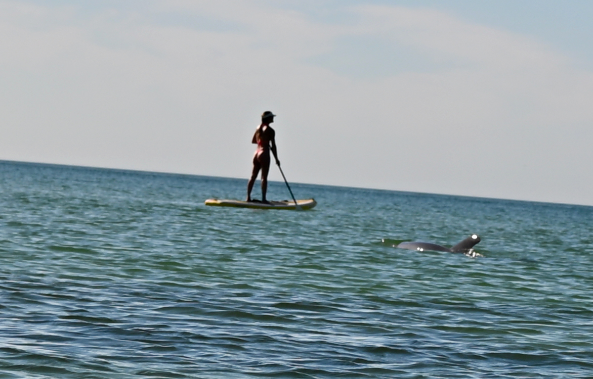 Dauphin pêchant au milieu des nageurs