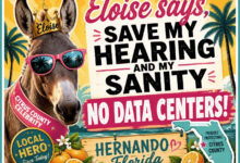 Eloise, l'âne symbole de la lutte contre les data centers en Floride